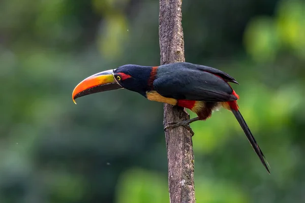 Feuerschnabel Aracari Pteroglossus Frantzii Ist Ein Tukan Ein Vogel Der — Stockfoto