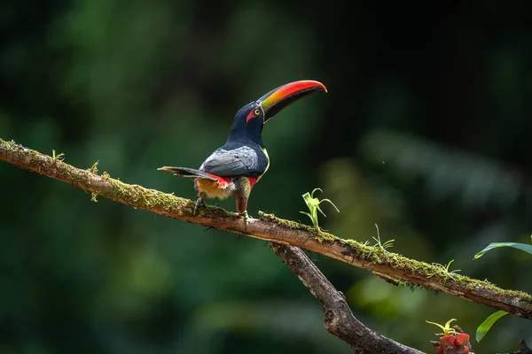 Aracari Bec Ardent Pteroglossus Frantzii Est Toucan Oiseau Proche Passereau — Photo