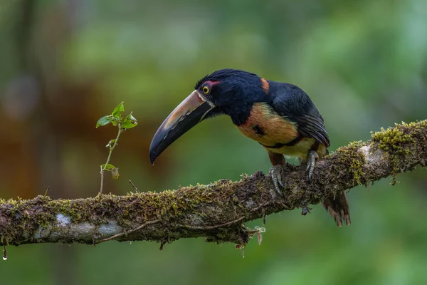 Eldnäbbad Aracari Pteroglossus Frantzii Tukan Nästan Förbipasserande Fågel Den Häckar — Stockfoto
