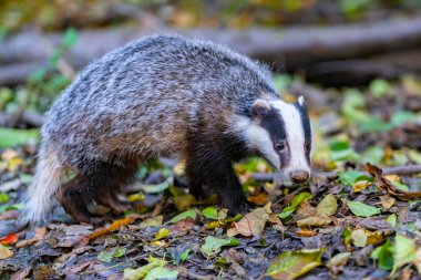 Orman Porsuğu (Meles Meles) tipik ıslatıcılığında. Porsuk, gelincik ailesinin bir canavarıdır..