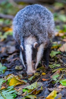 Orman Porsuğu (Meles Meles) tipik ıslatıcılığında. Porsuk, gelincik ailesinin bir canavarıdır..