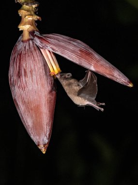 Lonchophylla robusta, Orange nektar yarasası yarasa havada süzülüyor ve yağmur ormanlarındaki güzel çiçeğin nektarını içiyor, gece fotoğrafı, Kosta Rika