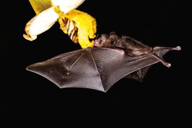 Lonchophylla robusta, Orange nektar yarasası yarasa havada süzülüyor ve yağmur ormanlarındaki güzel çiçeğin nektarını içiyor, gece fotoğrafı, Kosta Rika