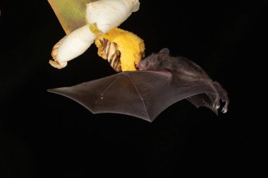 Lonchophylla robusta, Orange nektar yarasası yarasa havada süzülüyor ve yağmur ormanlarındaki güzel çiçeğin nektarını içiyor, gece fotoğrafı, Kosta Rika