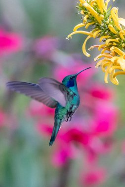 Green Violet-ear (Colibri thalassinus) hummingbird in flight isolated on a green background in Costa Rica clipart
