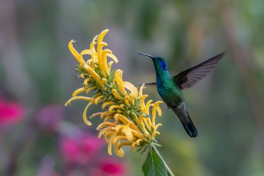 Kosta Rika 'da yeşil bir zemin üzerinde, uçuşan yeşil menekşe (Colibri thalassinus) sinekkuşu