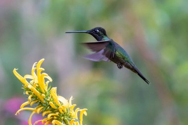 Kosta Rika 'da yeşil bir zemin üzerinde, uçuşan yeşil menekşe (Colibri thalassinus) sinekkuşu