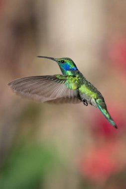Kosta Rika 'da yeşil bir zemin üzerinde, uçuşan yeşil menekşe (Colibri thalassinus) sinekkuşu