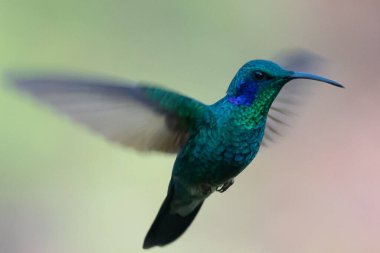 Green Violet-ear (Colibri thalassinus) hummingbird in flight isolated on a green background in Costa Rica