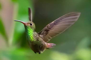 Green Violet-ear (Colibri thalassinus) hummingbird in flight isolated on a green background in Costa Rica clipart