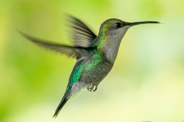 Kosta Rika 'da yeşil bir zemin üzerinde, uçuşan yeşil menekşe (Colibri thalassinus) sinekkuşu