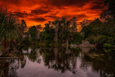 Amazon yağmur ormanları mükemmel ve güneşli bir günde Kosta Rika.