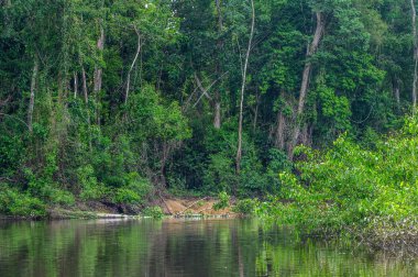 Amazon yağmur ormanları mükemmel ve güneşli bir günde Kosta Rika.