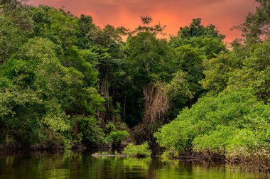 Amazon yağmur ormanları mükemmel ve güneşli bir günde Kosta Rika.