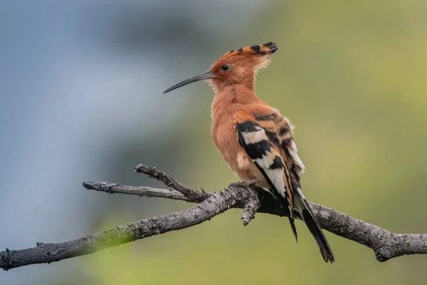 Eurasian Hoopoe Common Hoopoe Upupa Epops — Stock Photo, Image