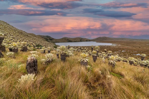 South American Paramo Angel Ecological Reserve Frailejones Espeletia — Stock Photo, Image