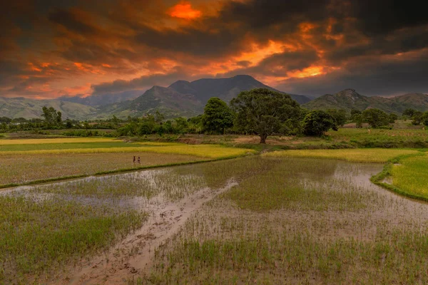 Amazon yağmur ormanları mükemmel ve güneşli bir günde