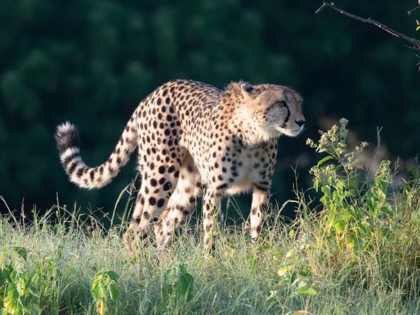 아프리카 국립공원 아프리카 지에서 고양이입니다 고양이의 인사말 — 스톡 사진