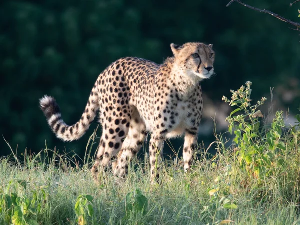 Cheetah Africano Parque Nacional Masai Mara Quênia África Gato Habitat — Fotografia de Stock