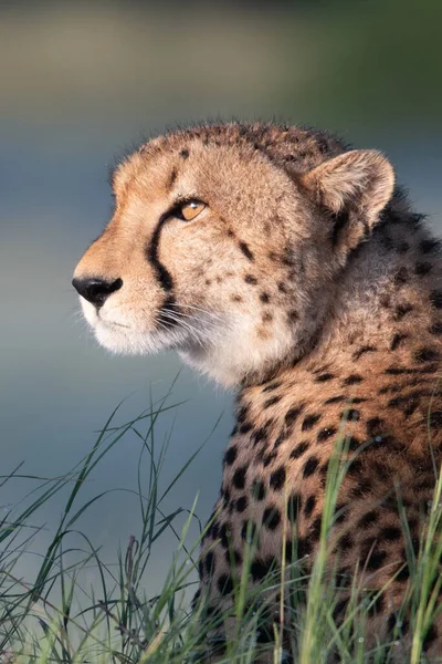 Ghepardo Africano Parco Nazionale Masai Mara Kenya Africa Gatto Nell — Foto Stock