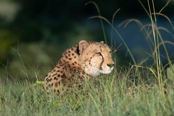 아프리카 국립공원 아프리카 지에서 고양이입니다 고양이의 인사말 — 스톡 사진
