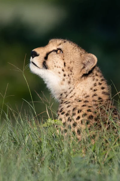 Cheetah Africano Parque Nacional Masai Mara Quênia África Gato Habitat — Fotografia de Stock