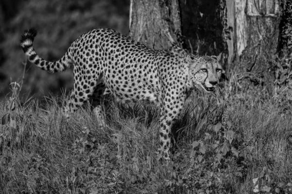 Cheetah Africano Parque Nacional Masai Mara Quênia África Gato Habitat — Fotografia de Stock