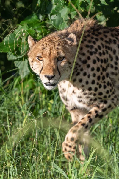 Cheetah Caminha Através Grama Longa Savana Acinonyx Jubatus — Fotografia de Stock