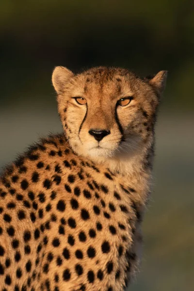 Cheetah Caminha Através Grama Longa Savana Acinonyx Jubatus — Fotografia de Stock