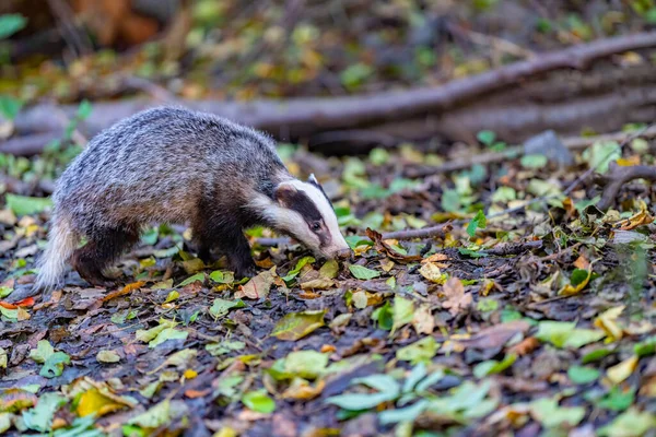Forest Badger Meles Meles Its Typical Drenching Badger Beast Weasel — Stock fotografie