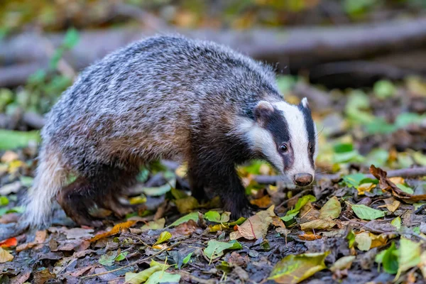 Orman Porsuğu (Meles Meles) tipik ıslatıcılığında. Porsuk, gelincik ailesinin bir canavarıdır..