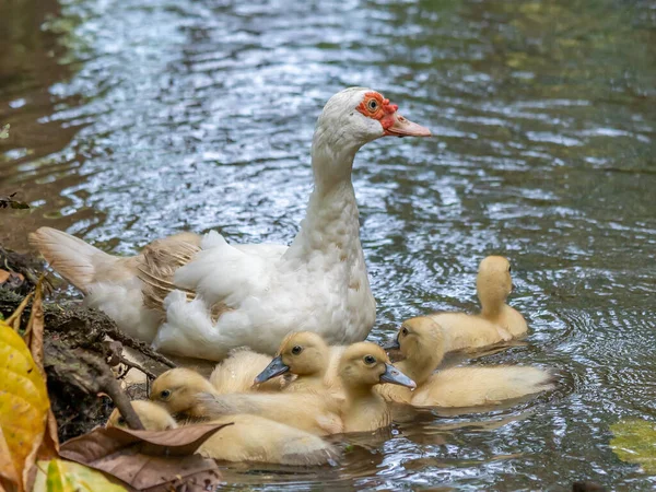 Groupe Canetons Avec Leur Mère Canard Domestique Plein Air — Photo