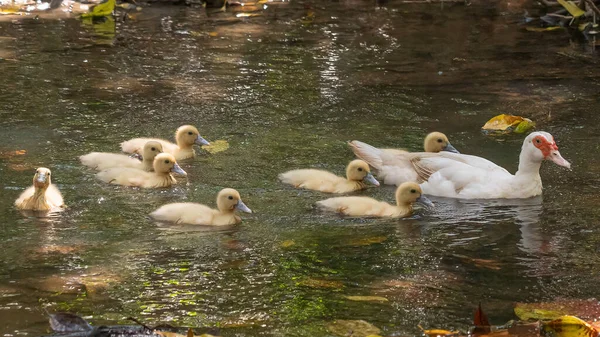 Skupina Ducklings Svou Matkou Venku Domácí Kachna — Stock fotografie