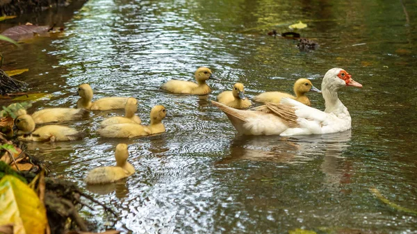 Groupe Canetons Avec Leur Mère Canard Domestique Plein Air — Photo