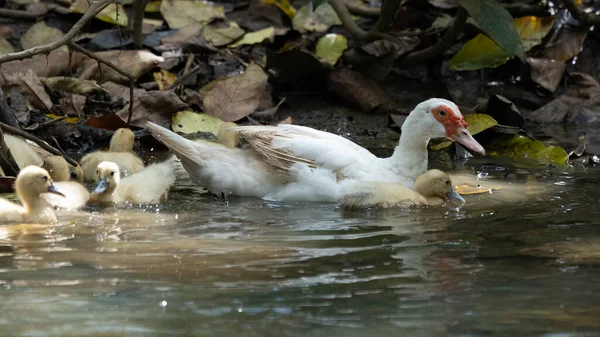 Groupe Canetons Avec Leur Mère Canard Domestique Plein Air — Photo