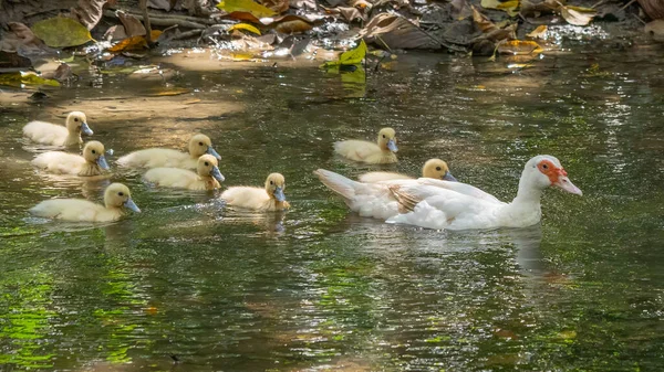 Group Ducklings Mother Outdoors Domestic Duck — Fotografia de Stock