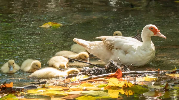 鸭群和它们的母亲 户外家鸭 — 图库照片