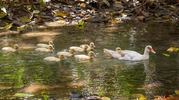 鸭群和它们的母亲 户外家鸭 — 图库照片