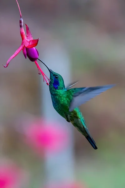 Green Violet Ear Colibri Thalassinus Hummingbird Flight Isolated Green Background — Stok fotoğraf