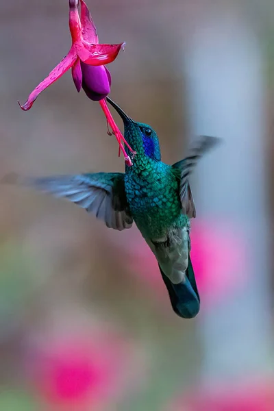 哥斯达黎加的绿紫耳鸟 Colibri Thalassinus 在绿色背景下独立飞行 — 图库照片