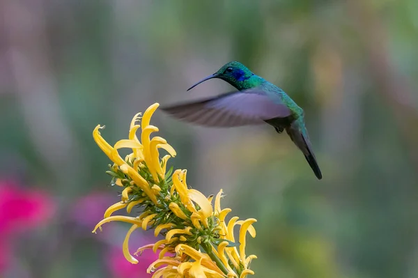 Grünes Veilchenohr Colibri Thalassinus Kolibri Flug Isoliert Auf Grünem Hintergrund — Stockfoto