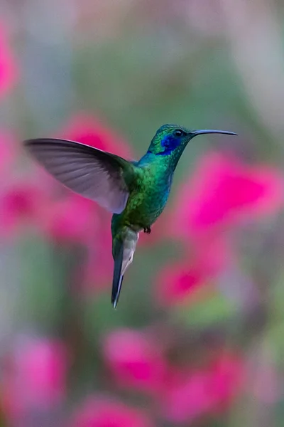 Green Violet Ear Colibri Thalassinus Hummingbird Flight Isolated Green Background — Stok fotoğraf