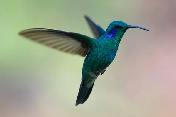 Green Violet Ear Colibri Thalassinus Hummingbird Flight Isolated Green Background — Foto de Stock