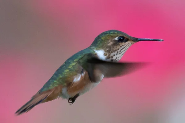 Kosta Rika Yeşil Bir Zemin Üzerinde Uçuşan Yeşil Menekşe Colibri — Stok fotoğraf
