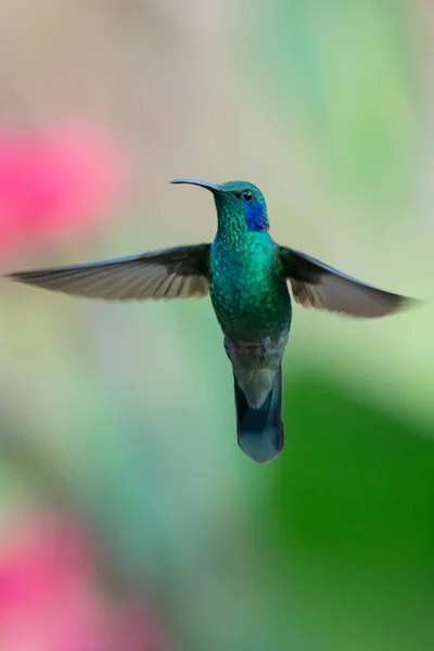 コスタリカの緑の背景に隔離された飛行中の緑のバイオレット耳 Colibri Thalassinus ハチドリ — ストック写真