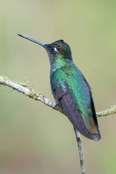 바이올렛 Colibri Thalassinus 코스타리카의 배경에서 고립된 비행하는 — 스톡 사진