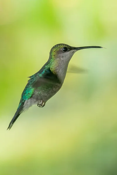 哥斯达黎加的绿紫耳鸟 Colibri Thalassinus 在绿色背景下独立飞行 — 图库照片