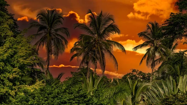 Amazonka Las Deszczowy Idealny Piękny Słoneczny Dzień Costa Rica — Zdjęcie stockowe