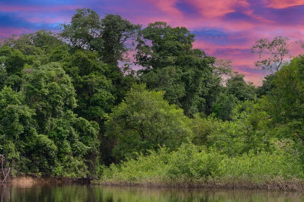 Amazon Yağmur Ormanları Mükemmel Güneşli Bir Günde Kosta Rika — Stok fotoğraf