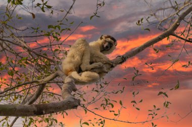 Madagaskar yağmur ormanlarındaki bir ağacın dalında küçük bir lemur..